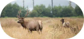 Stalk Hunt for Elk
