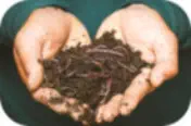 Best Worm Farm