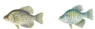 Black and White Crappie Fishing