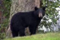 Black Bear On A Hill