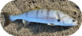 California Fishing