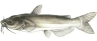 Channel Catfish Fishing