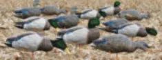 Duck Hunting Decoys