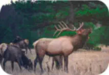 Elk Hunting