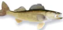 How to Catch Walleye