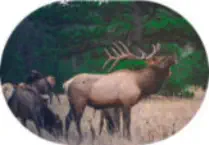 How To Plan For A Successful Hunt