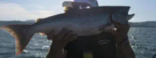 Landlocked Kings in Folsom Lake