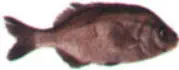 Rubberlip Surfperch Fishing
