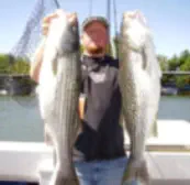 Sacramento Delta Striped Bass Fishing