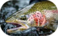 Trophy Rainbow Trout