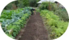 Vegetable Garden